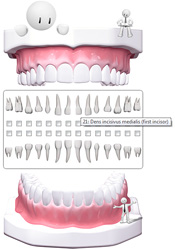  Figure 1: Selection teeth