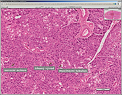 Figure 6. Virtual slides are freely available in an open access database Olympus NIS SQL. In this website VS are accompanied by short annotations locating and describing the main histology structures (arrows)